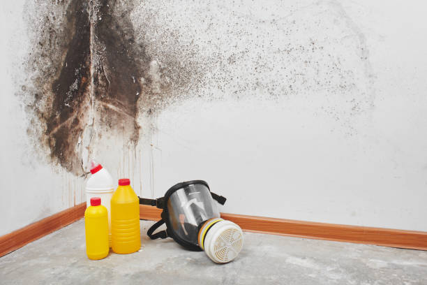 Best Crawl Space Mold Removal  in Northwest Harwinton, CT