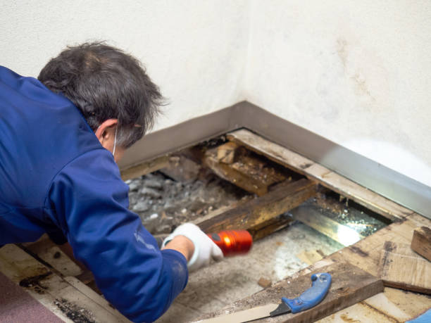 Best Mold Remediation Services  in Northwest Harwinton, CT