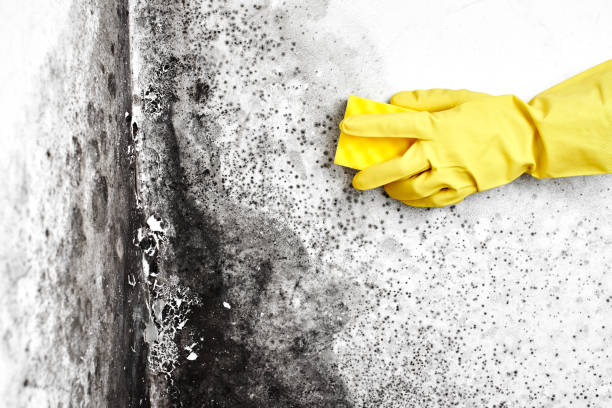 Best Toxic Mold Removal  in Northwest Harwinton, CT