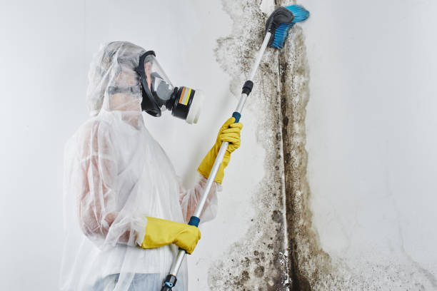 Best Mold Testing  in Northwest Harwinton, CT