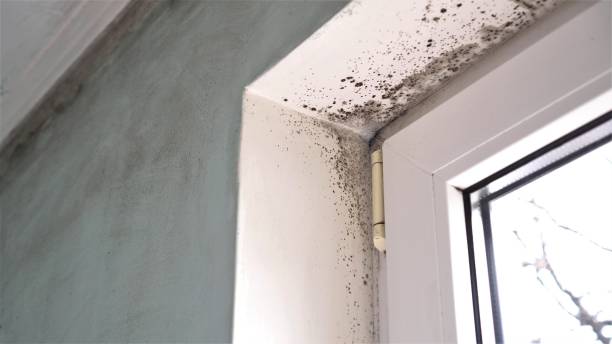 Best Attic Mold Removal  in Northwest Harwinton, CT