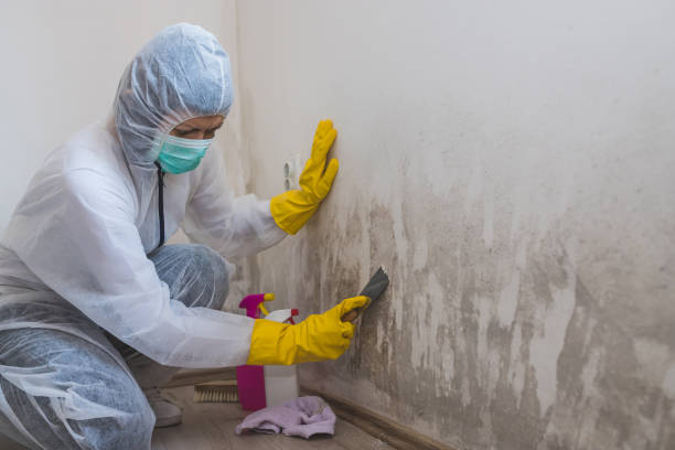 Best Professional Mold Removal  in Northwest Harwinton, CT