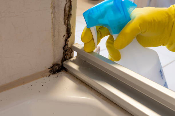 Best Same-Day Mold Removal  in Northwest Harwinton, CT