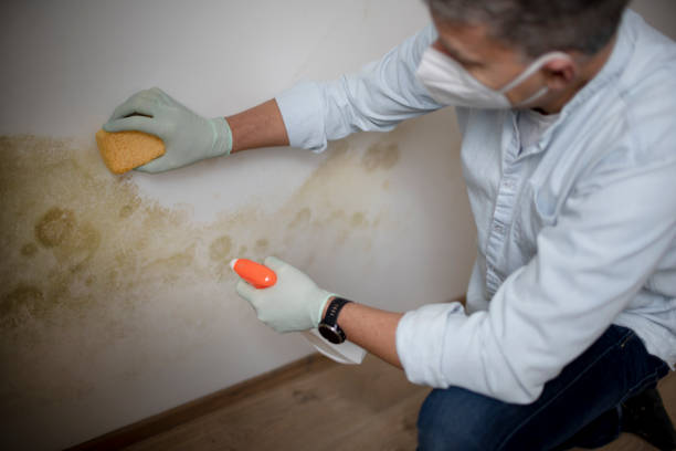 Best Mold Remediation  in Northwest Harwinton, CT
