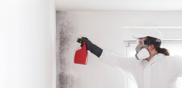 Best Local Mold Removal Service  in Northwest Harwinton, CT