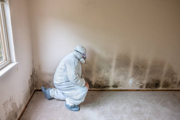 Best Mold Damage Repair  in Northwest Harwinton, CT