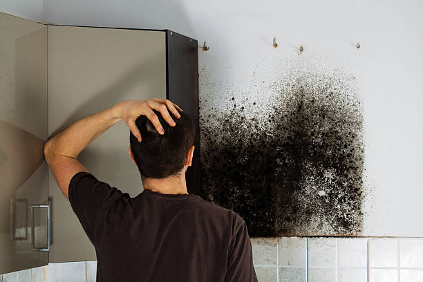 Reliable Northwest Harwinton, CT Mold Removal Solutions