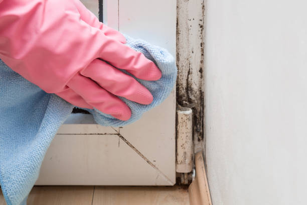 Best Black Mold Removal  in Northwest Harwinton, CT