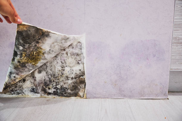 Best Fast Mold Removal  in Northwest Harwinton, CT